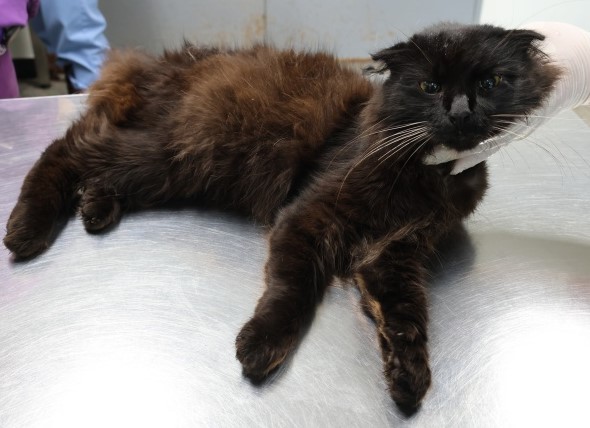 제주 동물보호센터_450650202502855